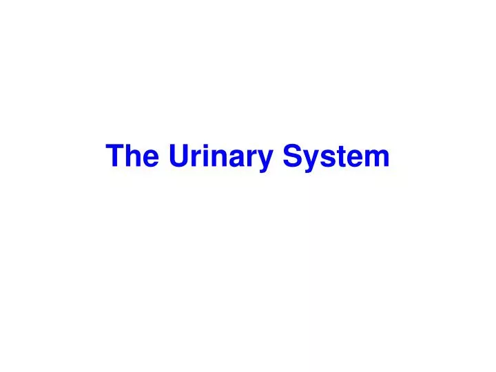 the urinary system n.