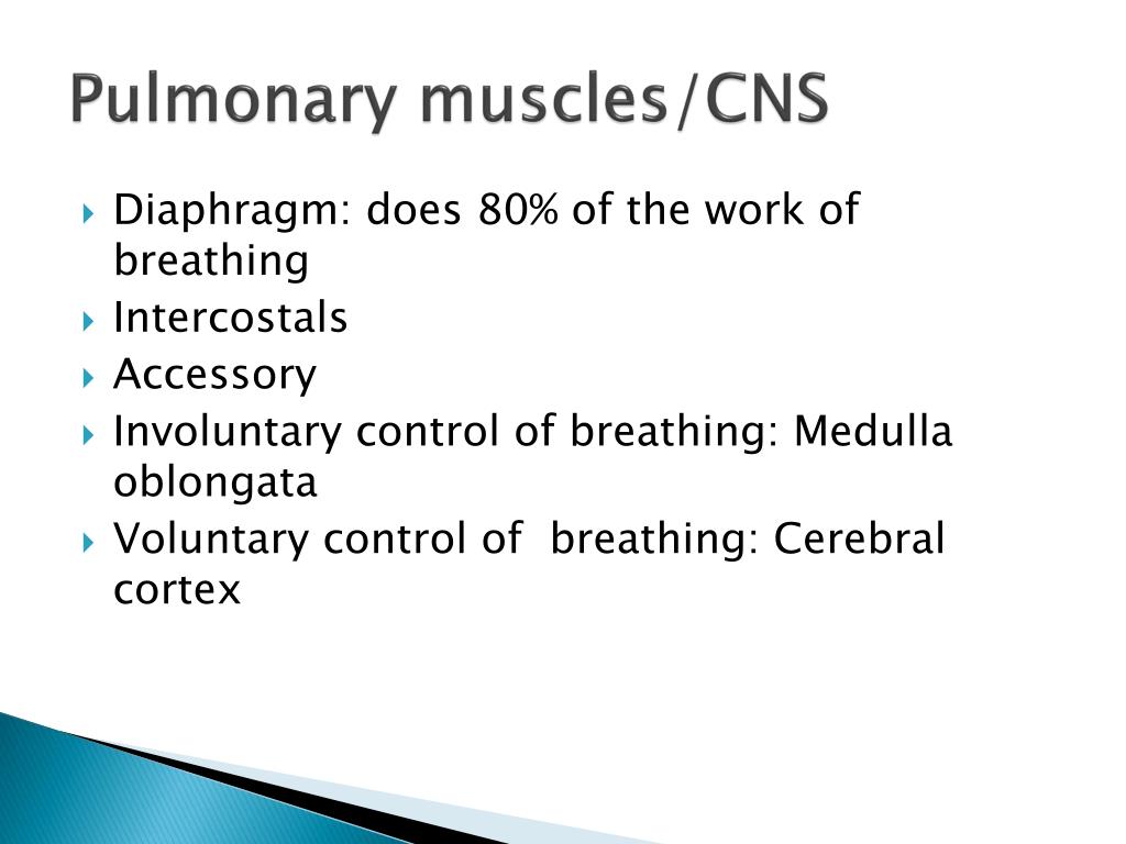 pulmonary muscles cns l