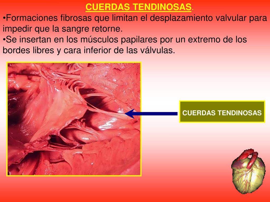 Ppt Anatomia Y Fisiologia Cardiaca Powerpoint Presentation Free
