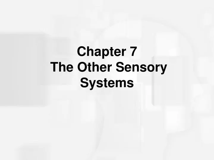 chapter 7 the other sensory systems n.