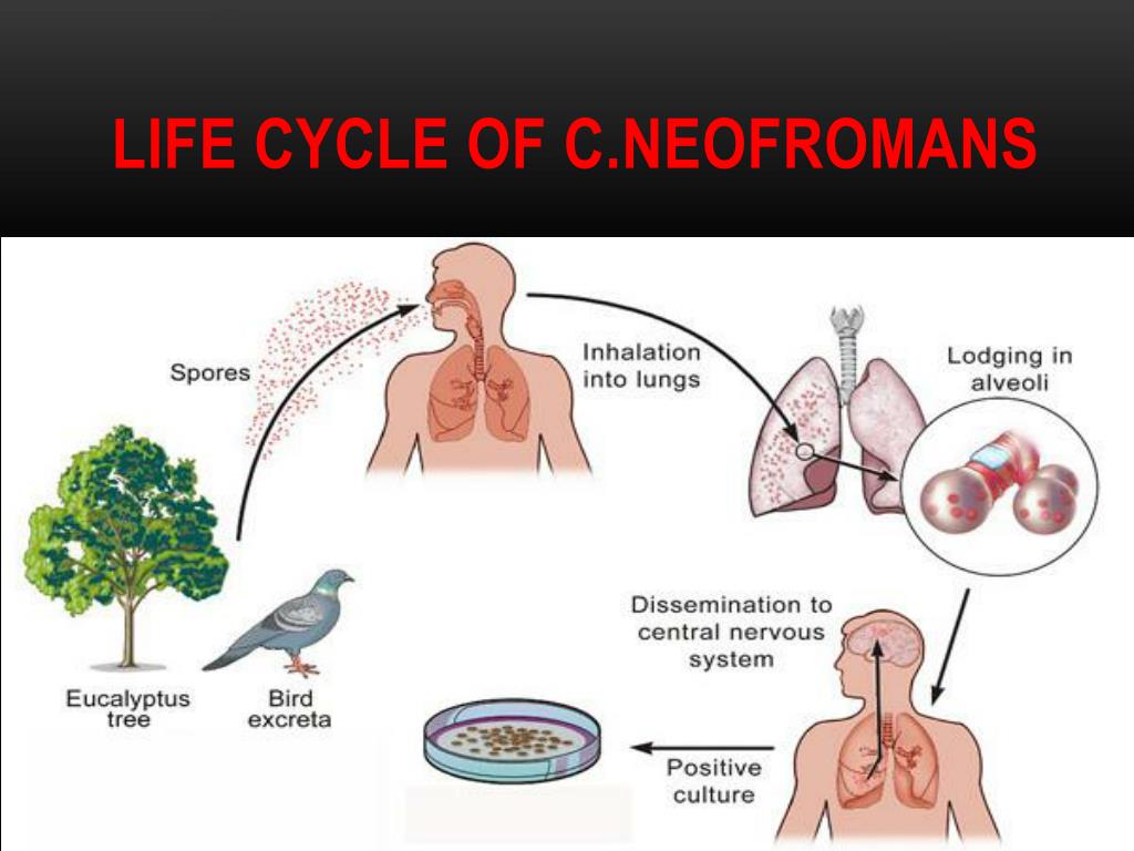 Жизненный цикл легочного. Криптококкоз эпидемиология. Криптококкоз жизненный цикл. Легочный криптококкоз. Хламидиоз (орнитоз/пситтакоз птиц).