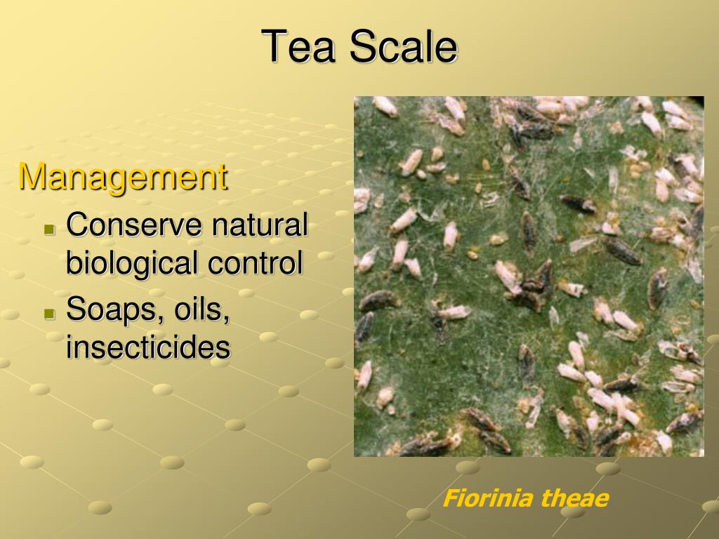 Tea Scale (Fiorinia theae)