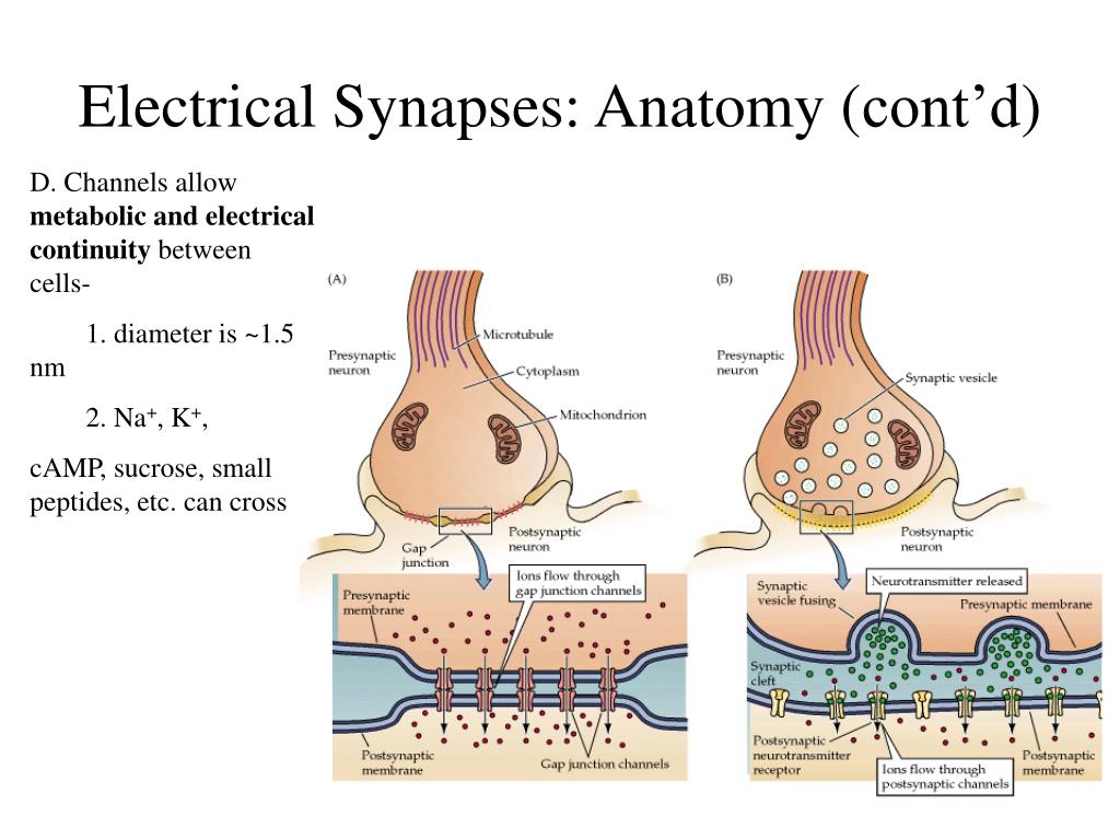 PPT - Chemical and Electrical Synapses PowerPoint Presentation, free ...