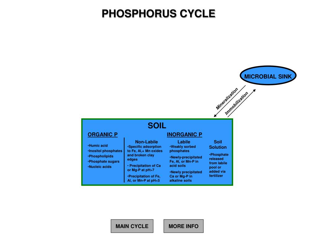 Ppt Phosphorus Cycle Powerpoint Presentation Id 187043
