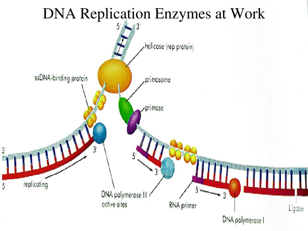 PPT - Microbial Genetics PowerPoint Presentation, free download - ID:193289