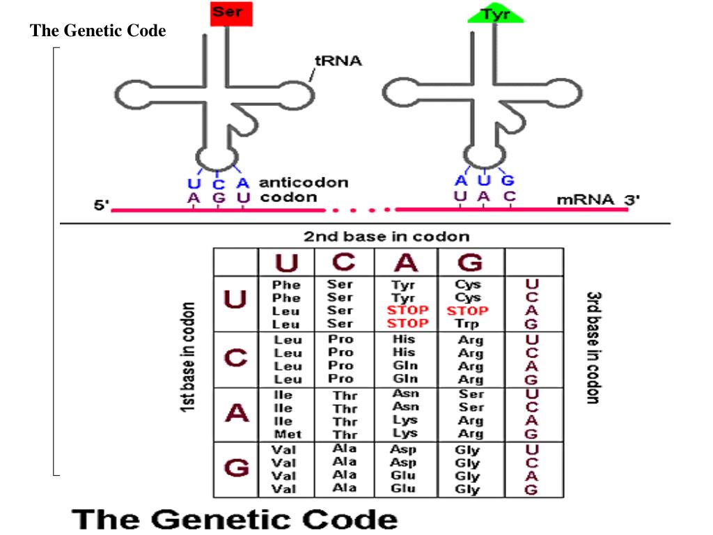 PPT - Microbial Genetics PowerPoint Presentation, free download - ID:193289