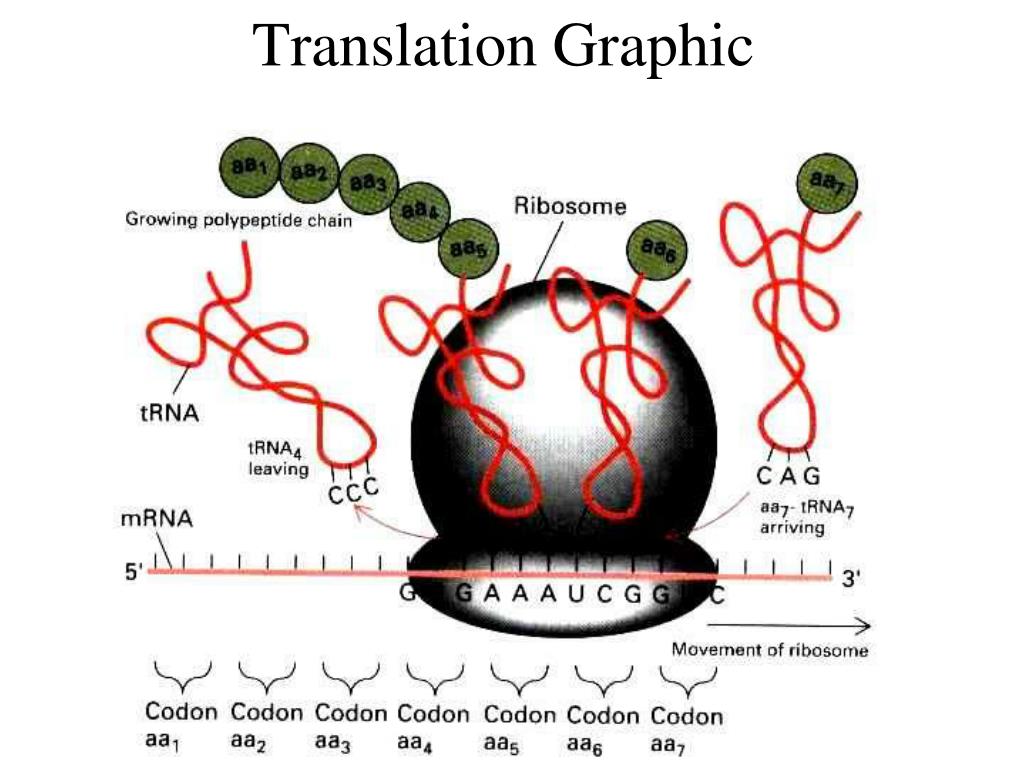 Рибосомы синтезируют полипептиды. Трансляция биология. Трансляция на рибосоме. Схема трансляции. Трансляция и транскрипция в биологии рибосомы.