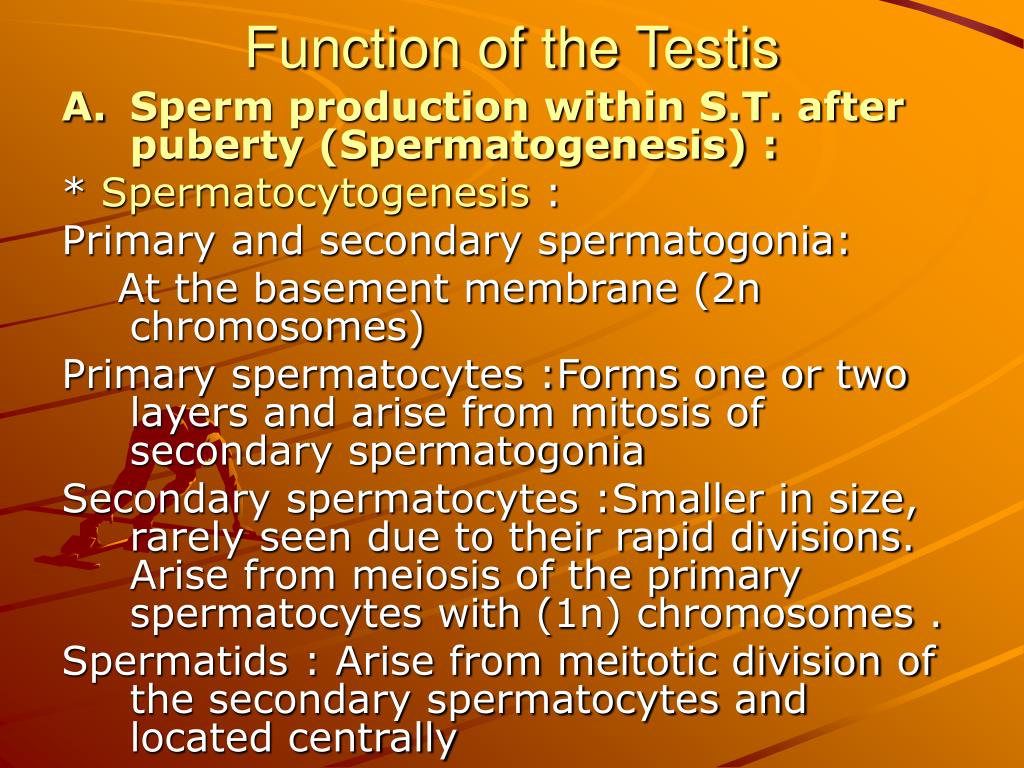 PPT - ANDROLOGY (A) FUNCTIONAL ANATOMY OF Male REPRODUCTIVE GENITALIA