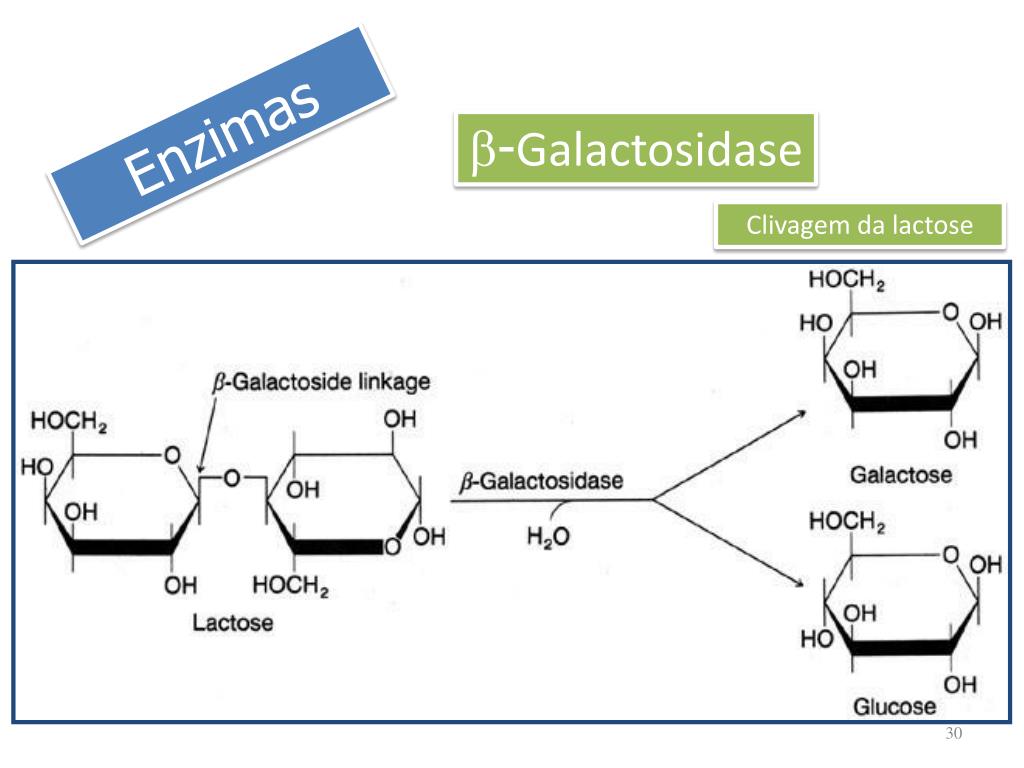 Альфа галактозидаза отзывы. Бета галактозидаза схема получения. Β-галактоза. Ферменты бета галактозидазы. Расщепление галактозы.