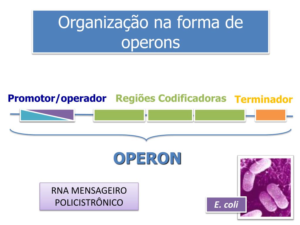 PPT - Regulação da Expressão Gênica em Procariotos PowerPoint Presentation  - ID:5718200