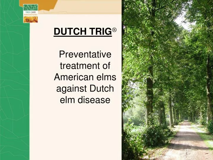 dutch trig preventative treatment of american elms against dutch elm disease n.