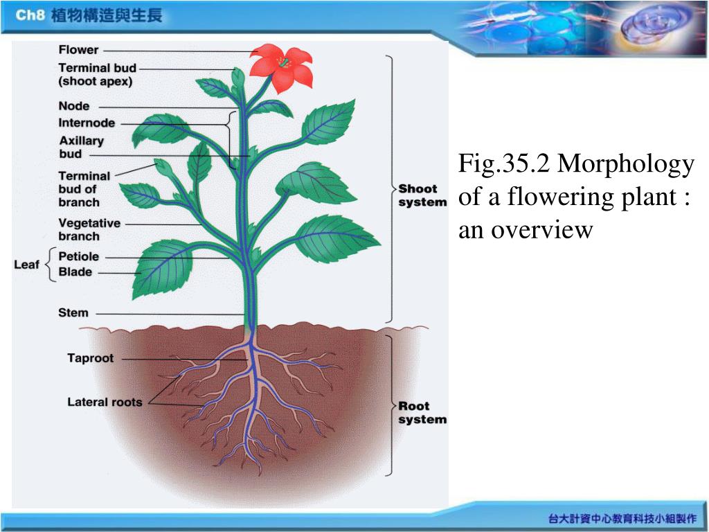 PPT - 第八章植物構造與生長(Plant Structure and Growth