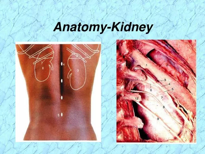 anatomy kidney n.
