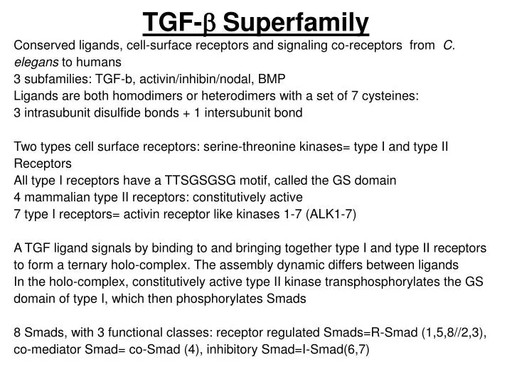 tgf b superfamily n.