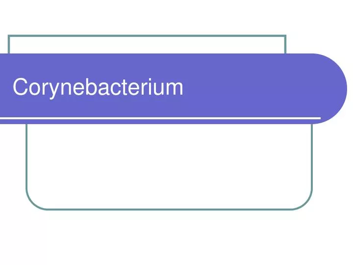 corynebacterium n.