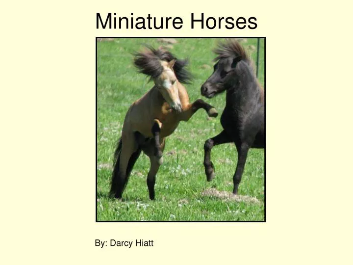 miniature horses n.