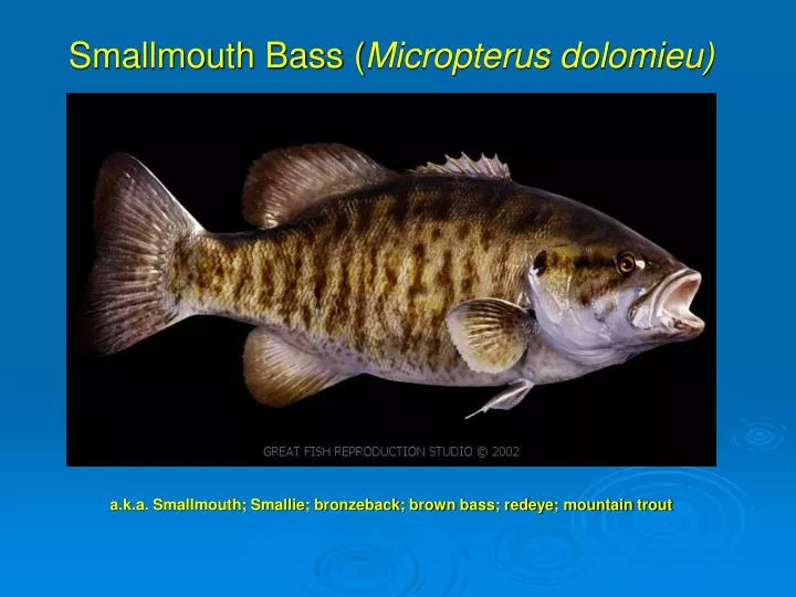 smallmouth bass micropterus dolomieu n.