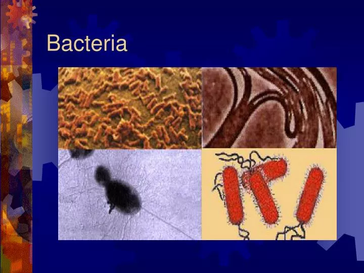 bacteria n.