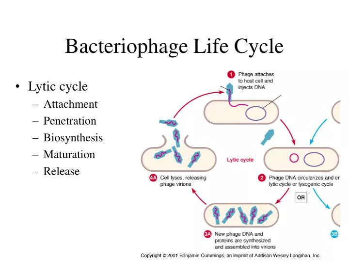 bacteriophage life cycle n.