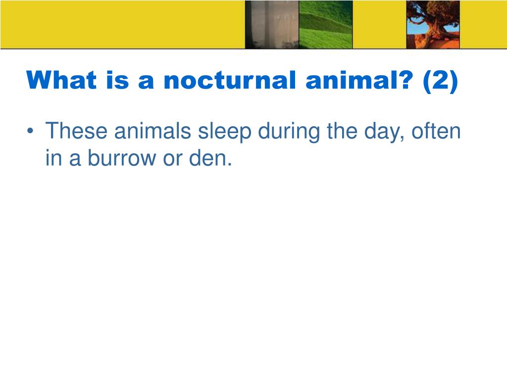 PPT - Nocturnal Animals PowerPoint Presentation, free download - ID:202597