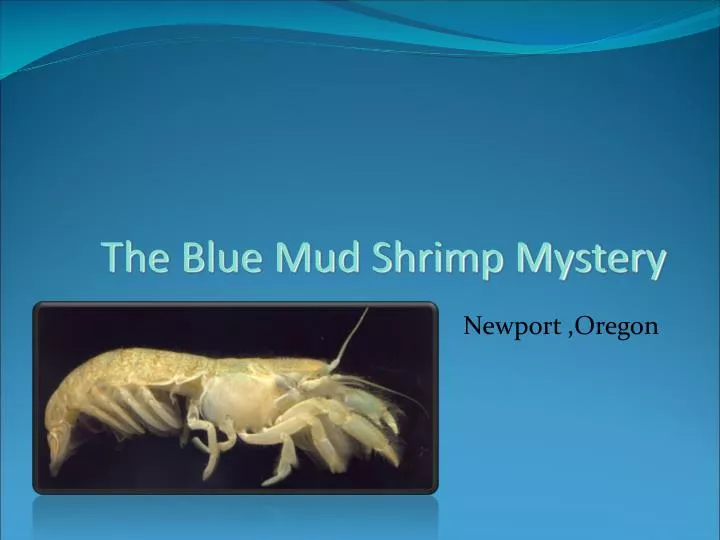 the blue mud shrimp mystery n.