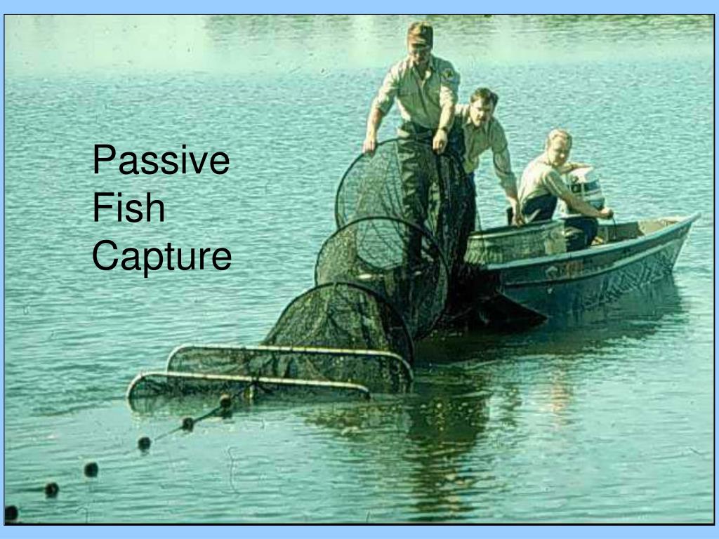 PPT - Passive Fish Capture PowerPoint Presentation, free download -  ID:203331