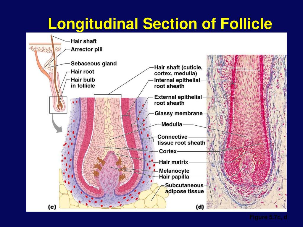 PPT - Integumentary System PowerPoint Presentation, free download -  ID:203550