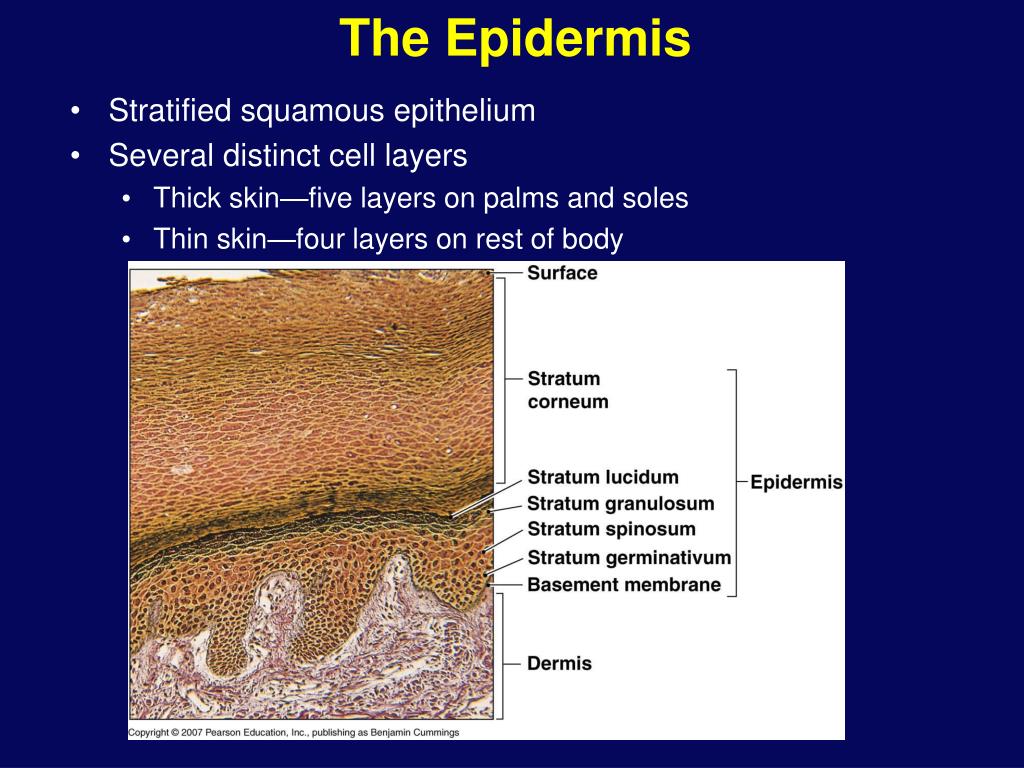 PPT - Integumentary System PowerPoint Presentation, free download - ID