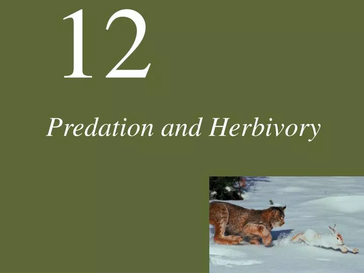 predation and herbivory n.