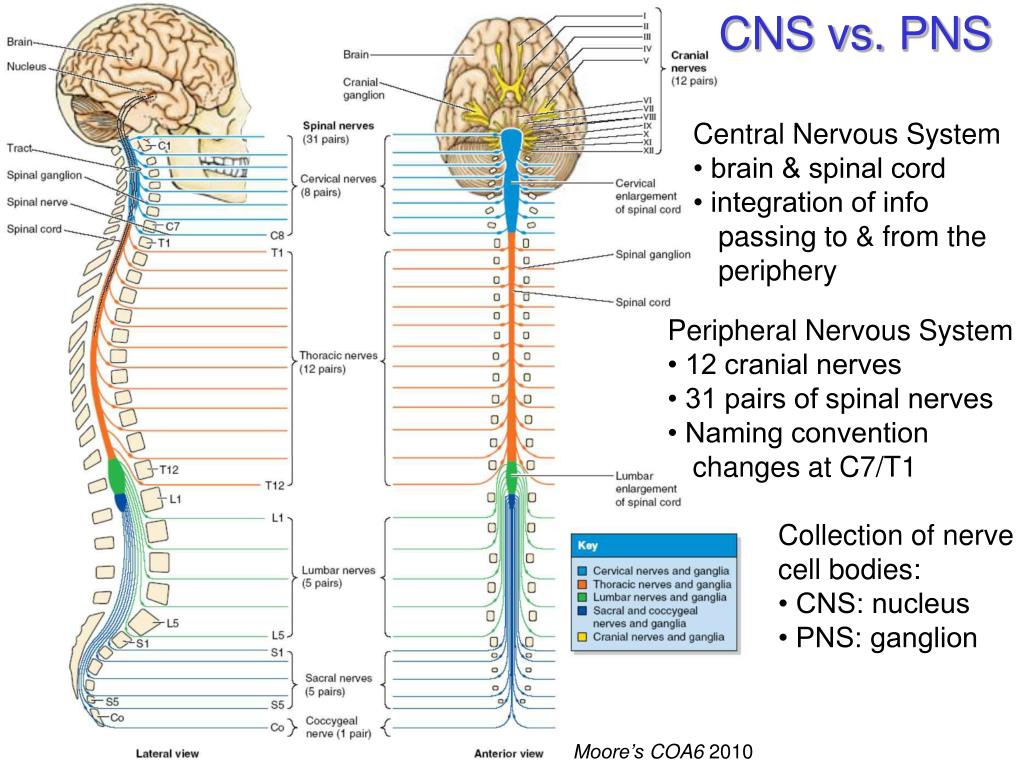 ppt-peripheral-nervous-system-1-the-somatic-system-powerpoint