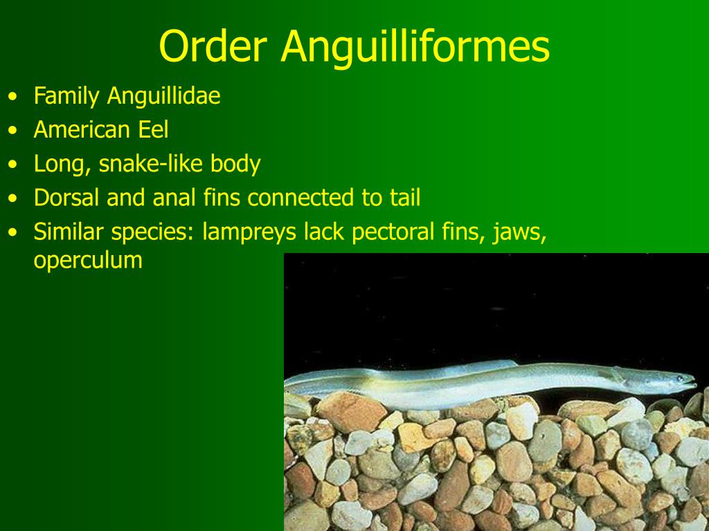 PPT - ID Tips for Fish Families and Species PowerPoint Presentation ...