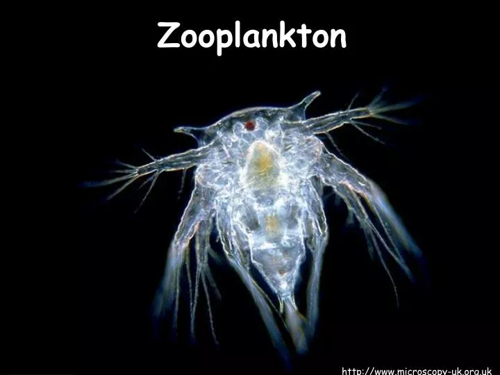 PPT Zooplankton  PowerPoint Presentation free download 