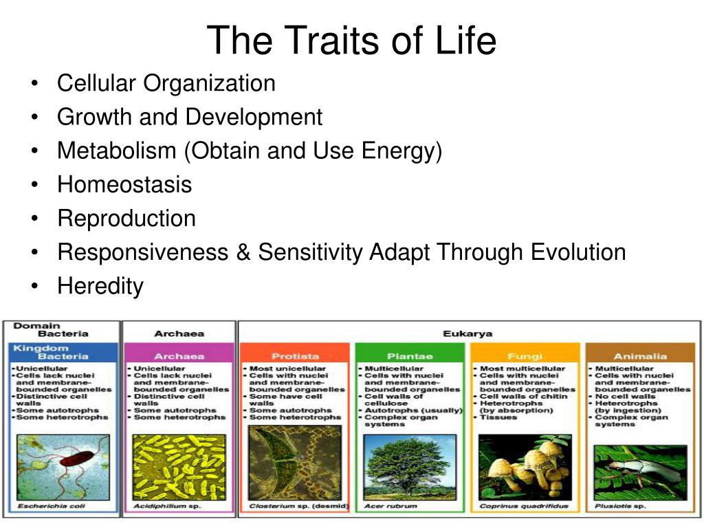 Ppt the characteristics of life powerpoint presentation free 