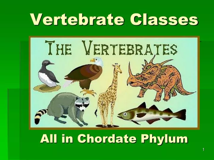 vertebrate classes all in chordate phylum n.