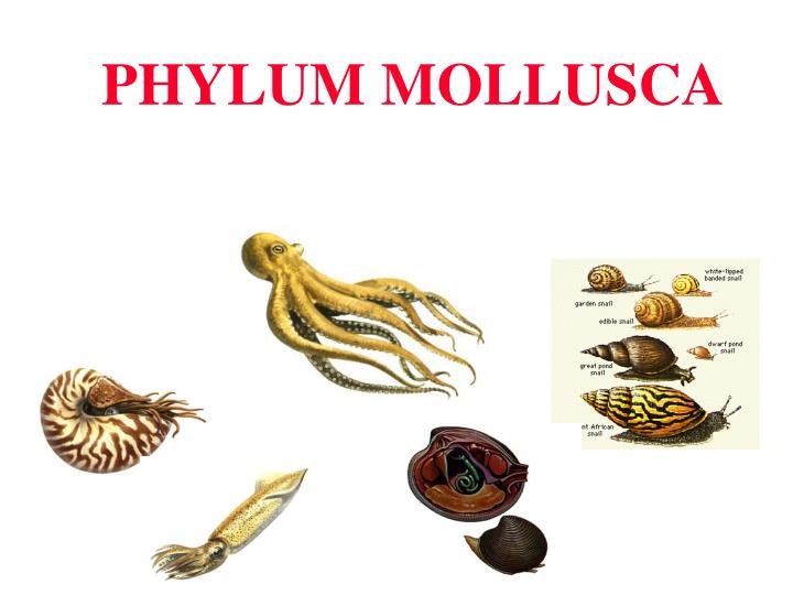 phylum mollusca n.