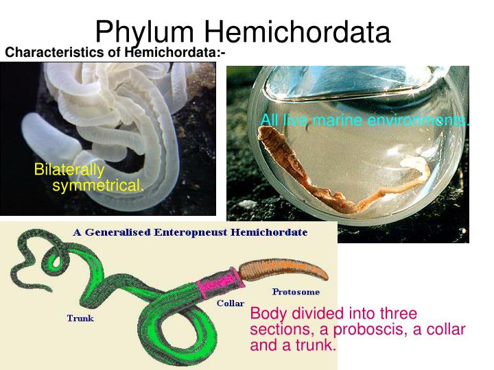 hemichordata examples