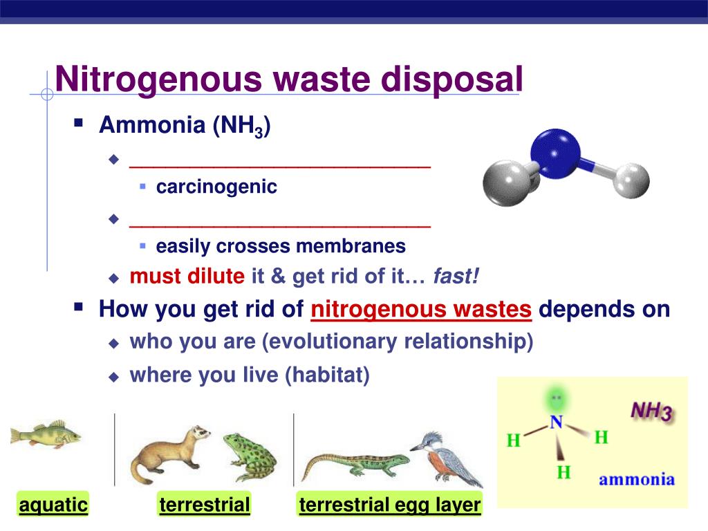 PPT Water Balance & Nitrogenous Waste Removal PowerPoint Presentation