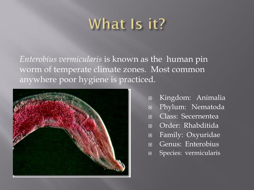 enterobius vermicularis phylum