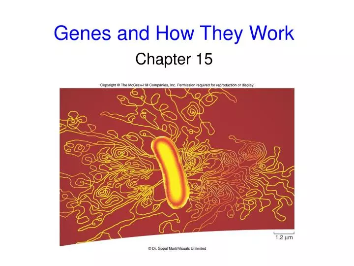 genes and how they work n.