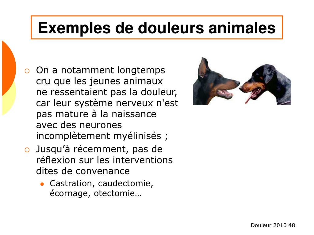 Ppt La Physiologie De La Douleur Chez Les Animaux Domestiques Powerpoint Presentation Id 9664