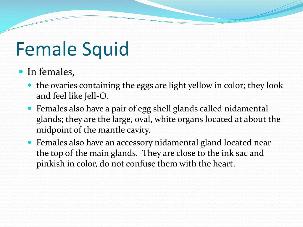 PPT - Squid Dissection PowerPoint Presentation, free download - ID:209690