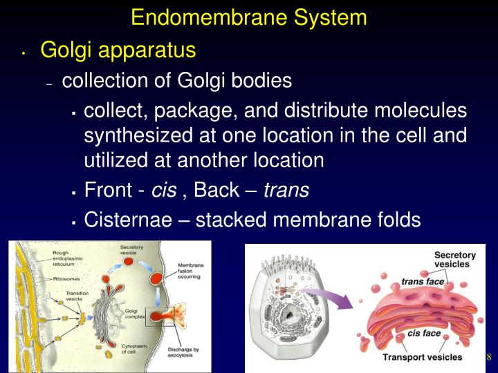 endomembrane system endomembrane system