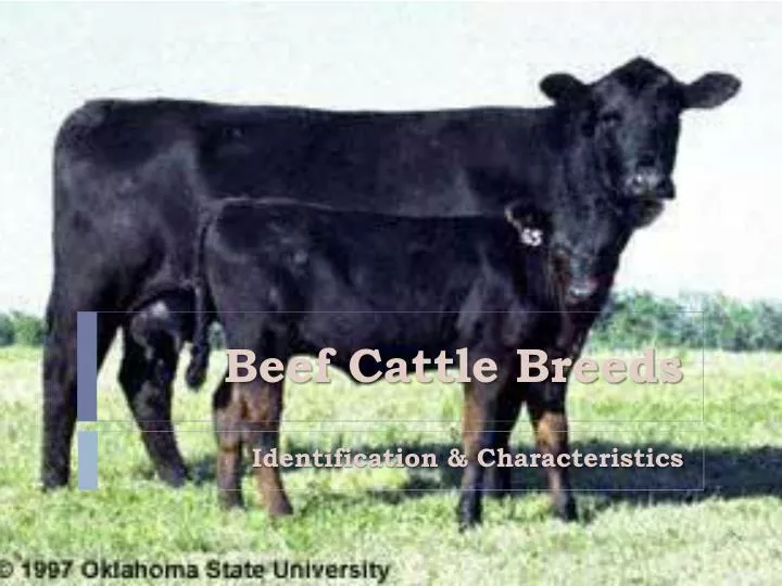 beef cattle breeds n.