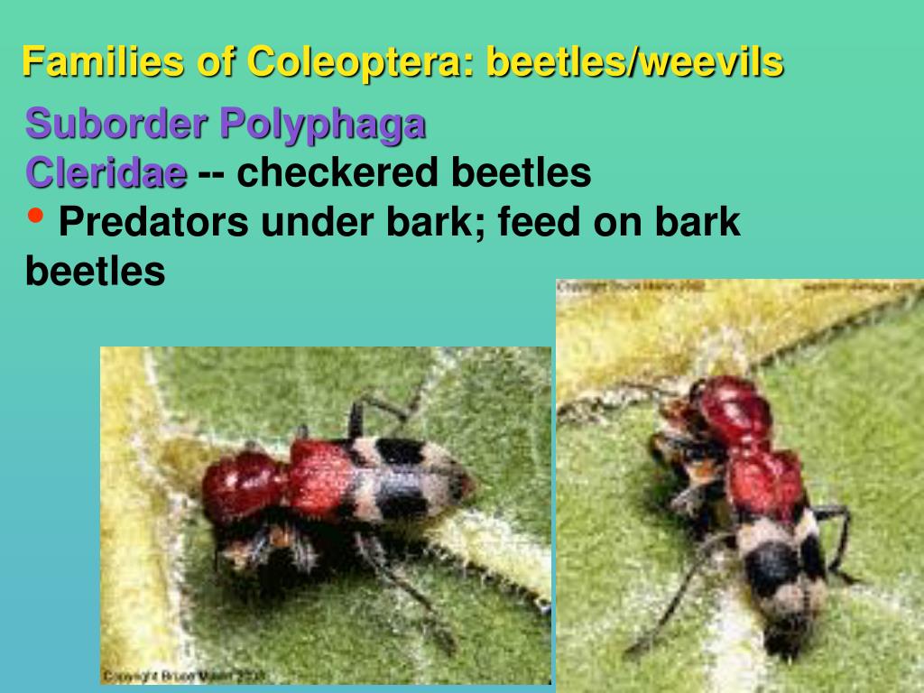 PPT - Families of Coleoptera: beetles/weevils PowerPoint Presentation ...