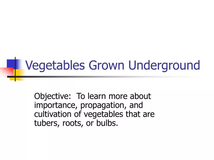 PPT Vegetables Grown Underground PowerPoint Presentation, free