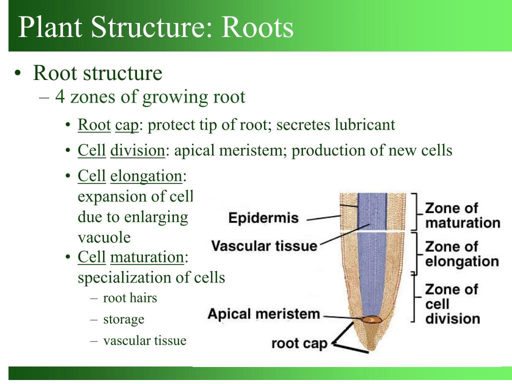 Plant structure. Root structure. Organic structure Analysis. Zones of the young growing root. Protective Tip.