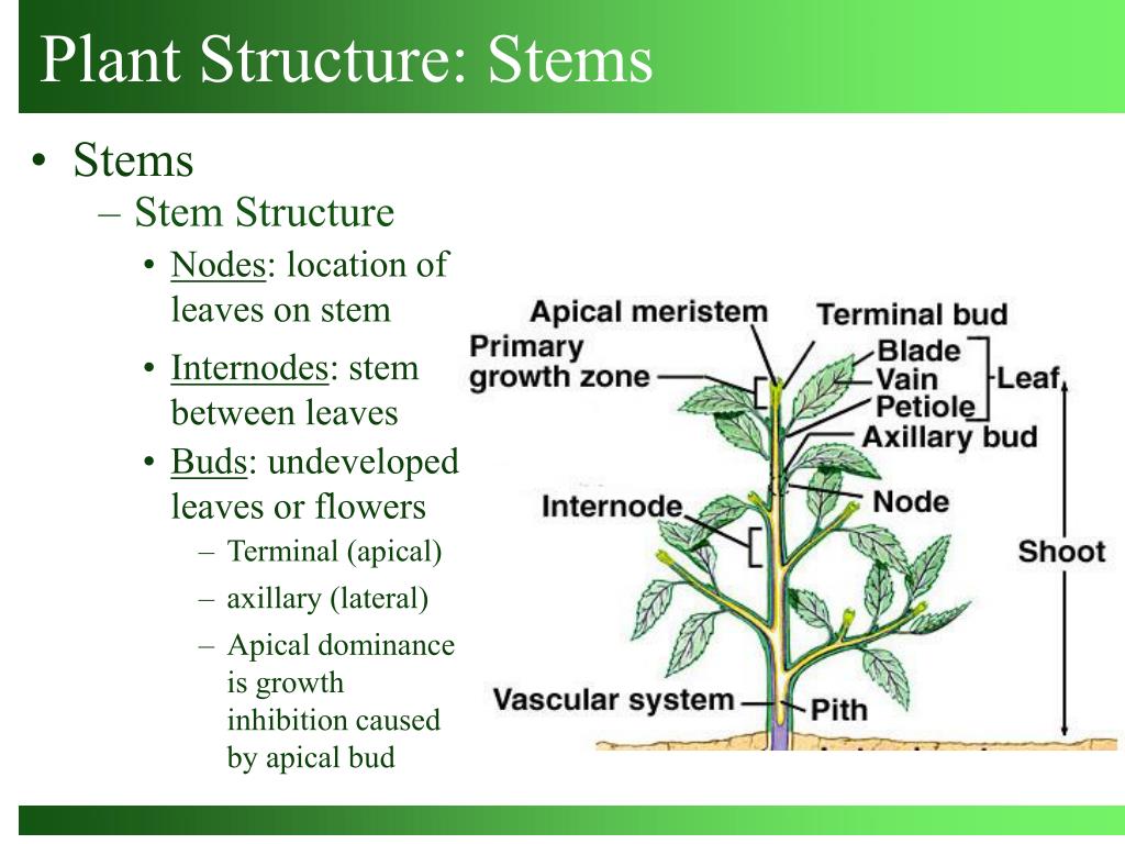 Plant structure. Plan structure. The Plant list. Structure of Plant community.