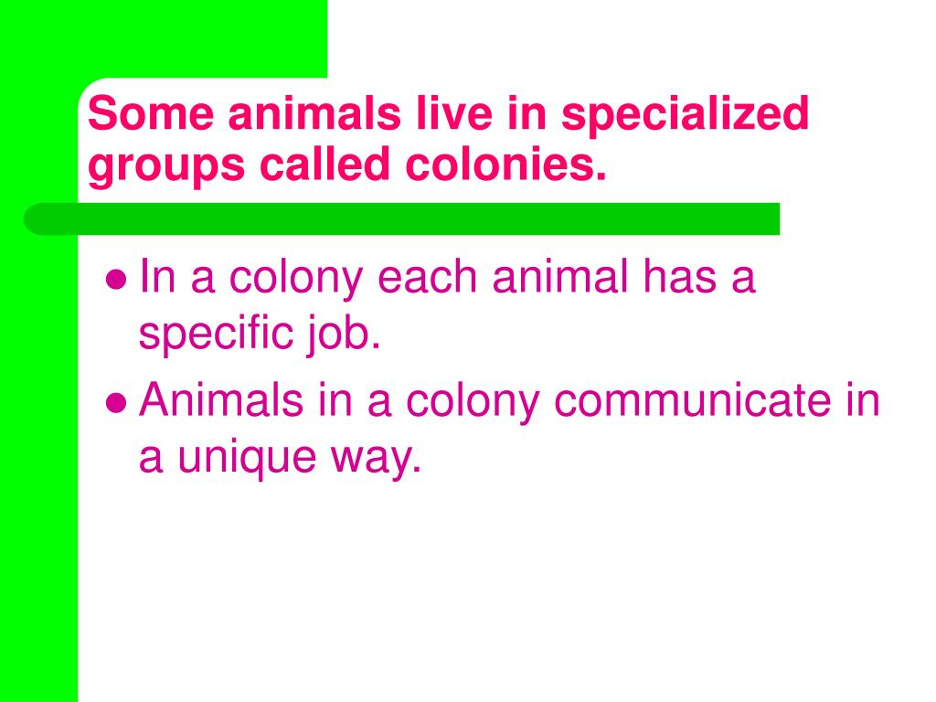 PPT - Animal Groups PowerPoint Presentation, free download - ID:21234 PPT - Animal Groups PowerPoint Presentation, free download - ID:21234