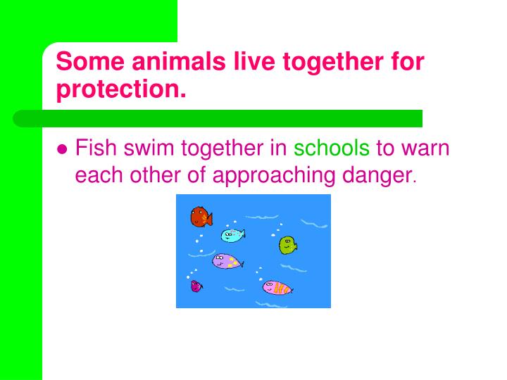 PPT - Animal Groups PowerPoint Presentation, free download - ID:21234