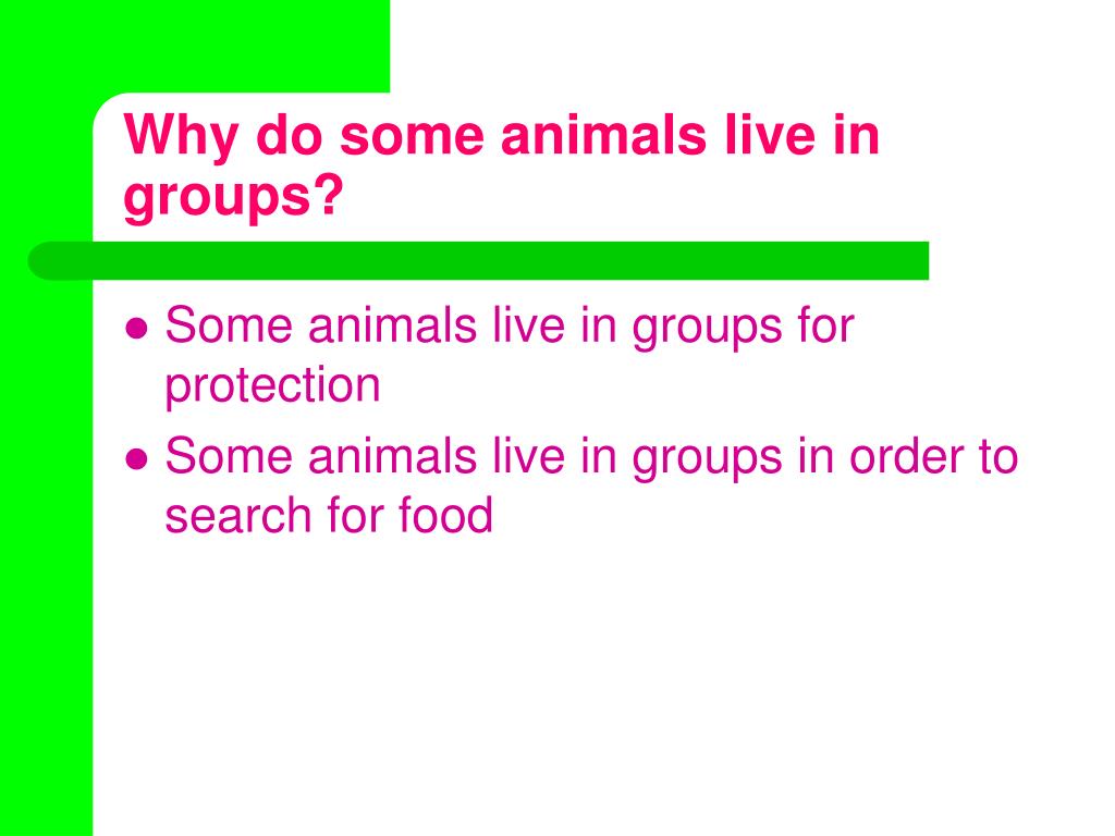 PPT - Animal Groups PowerPoint Presentation, free download - ID:21234